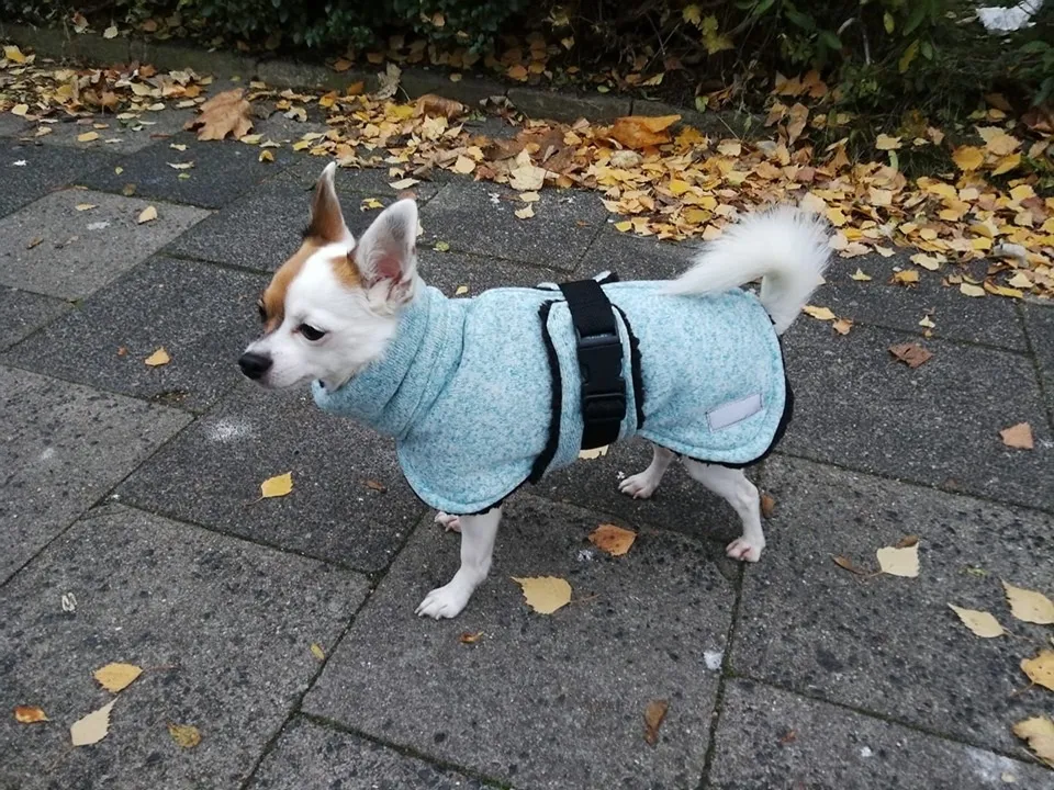 Hunde