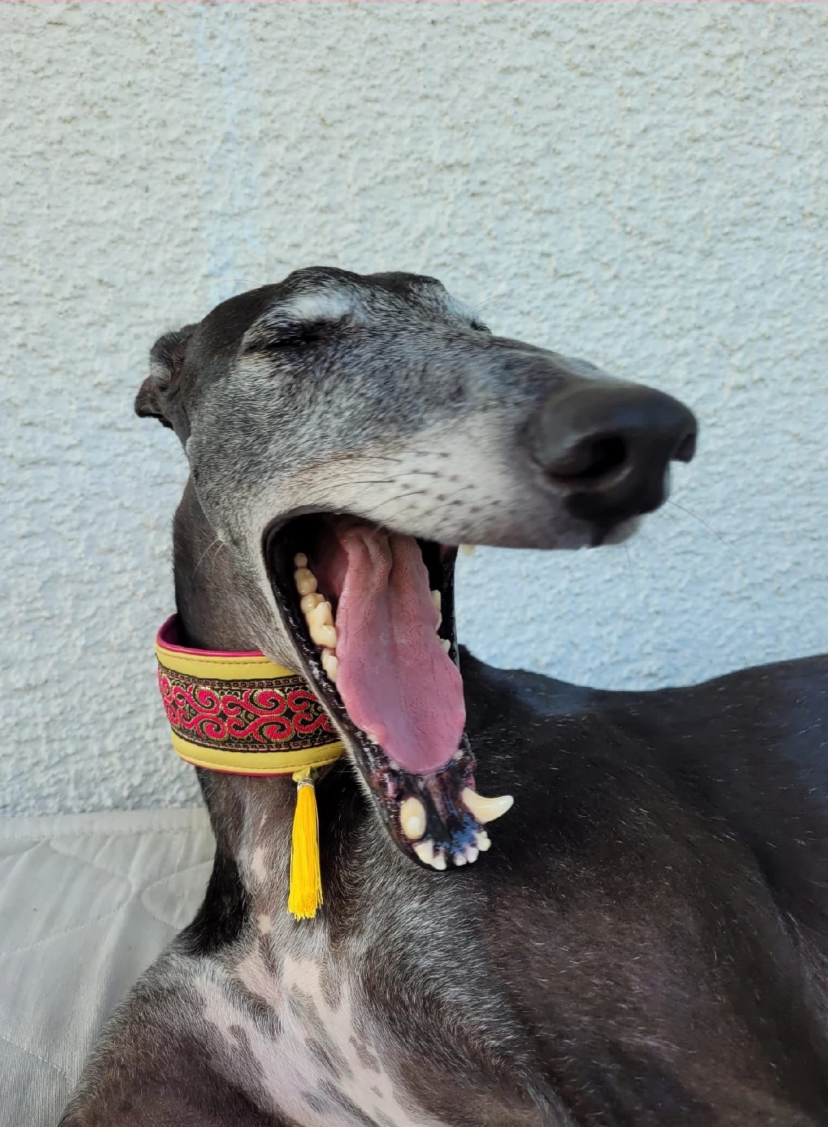 Hunde