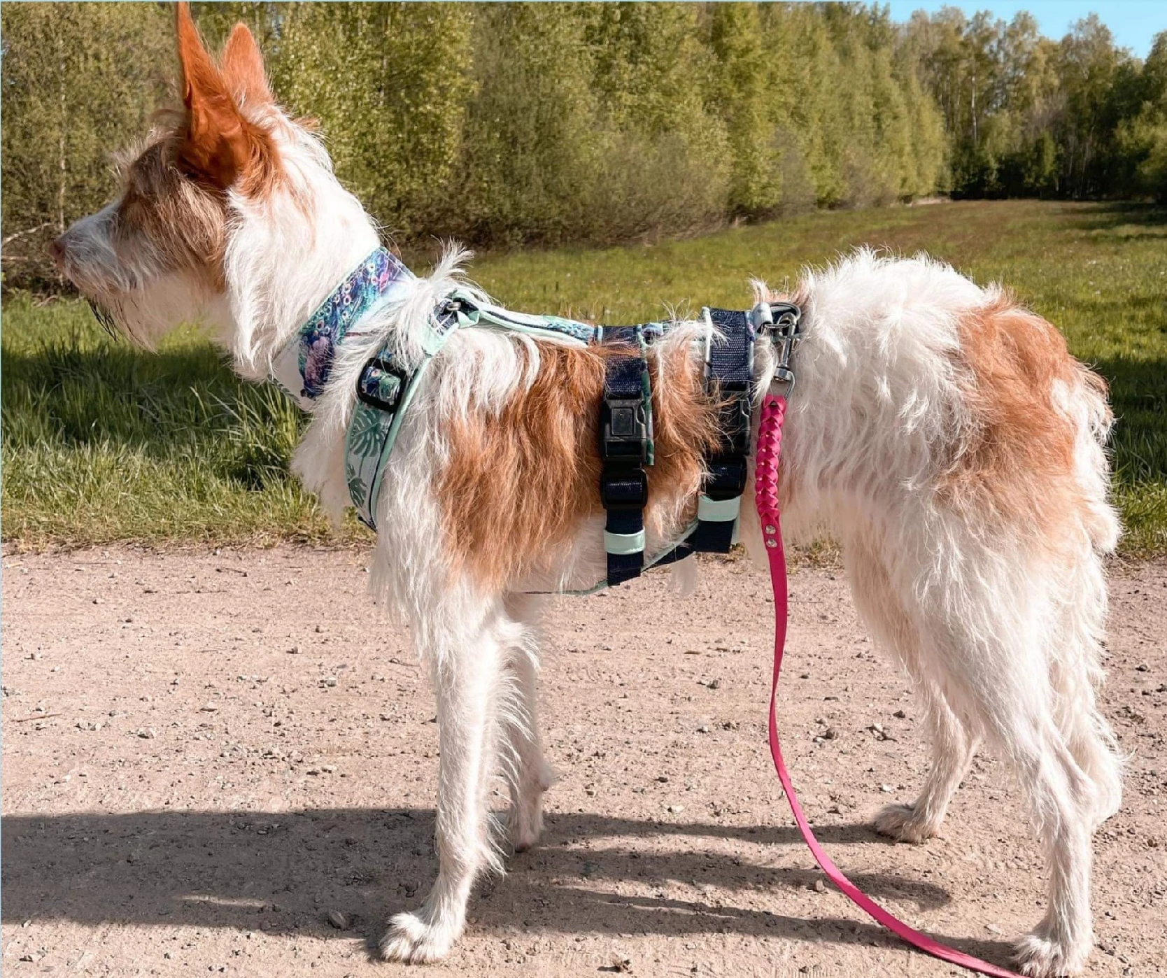Hunde