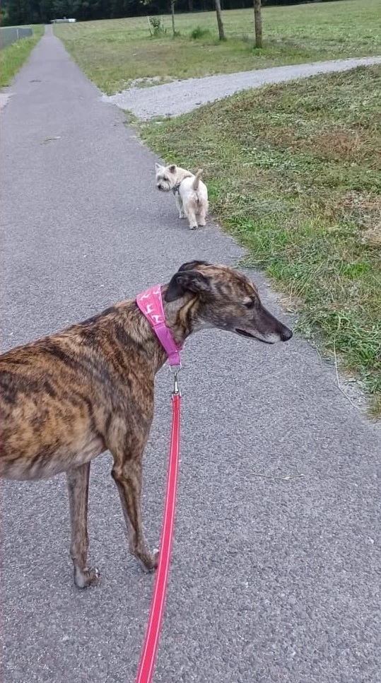 Hunde