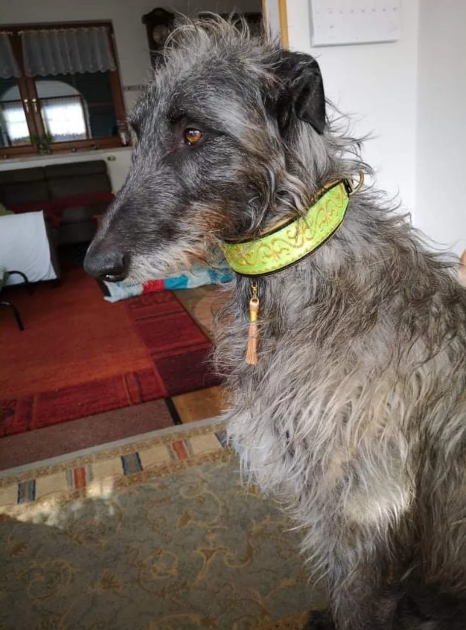 Hunde