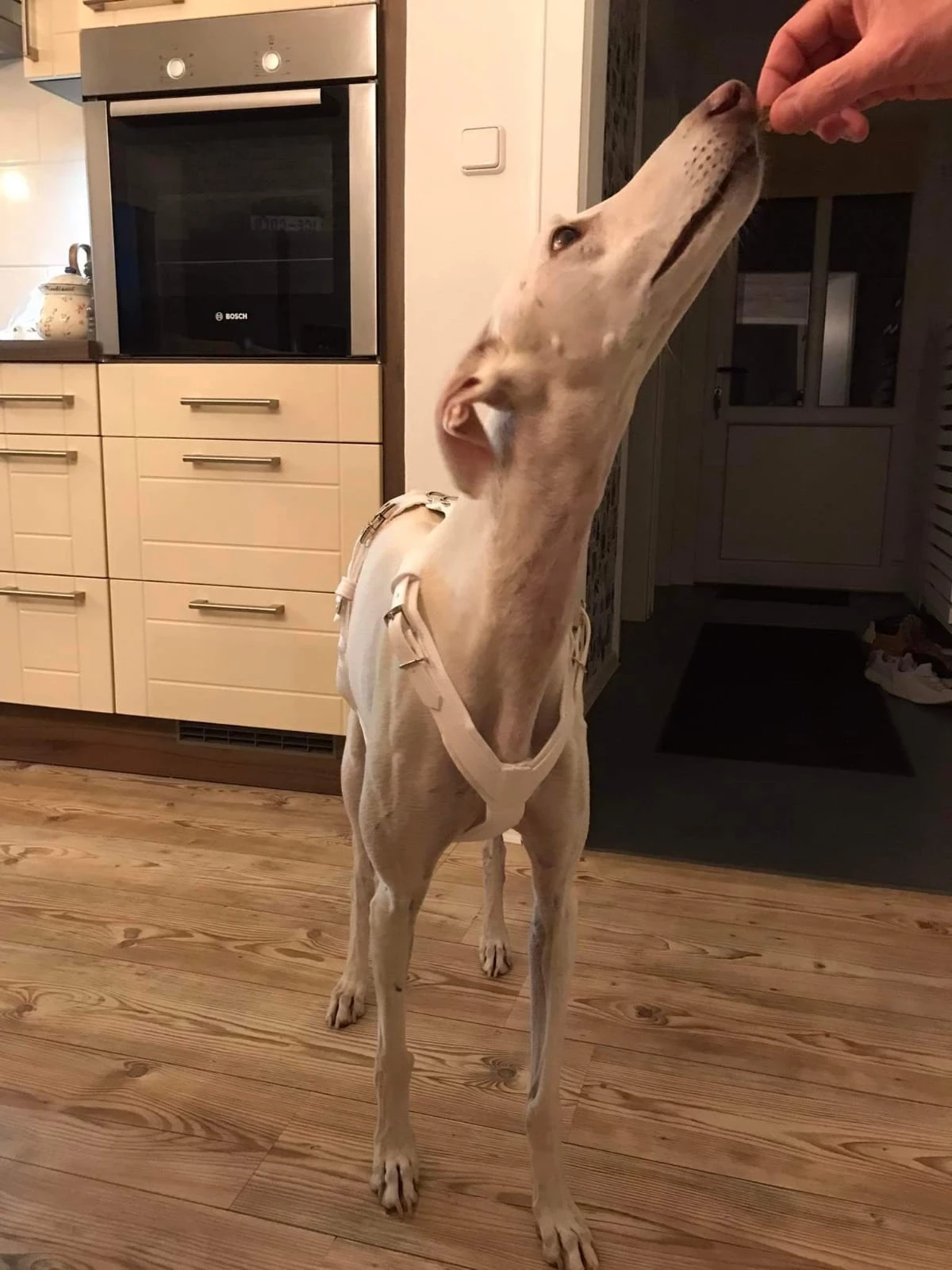 Hunde