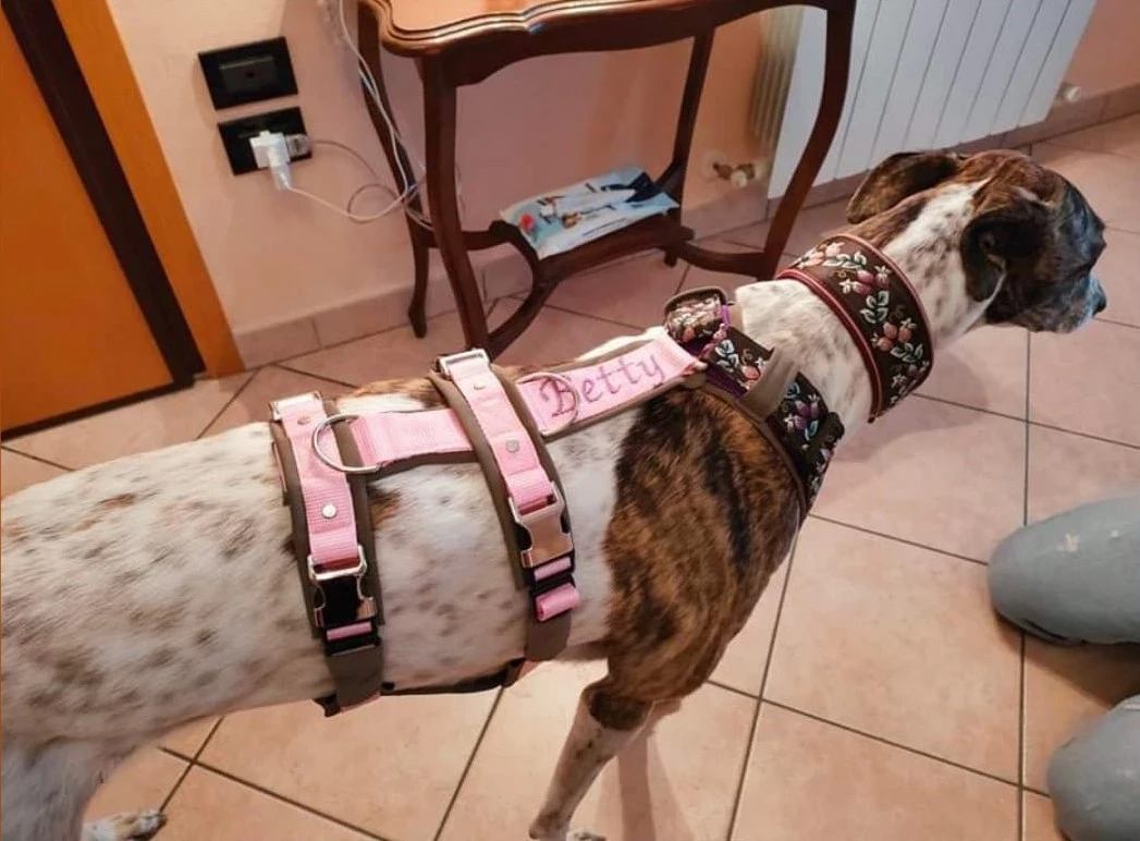 Hunde