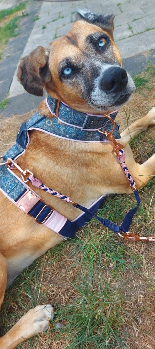 Hunde