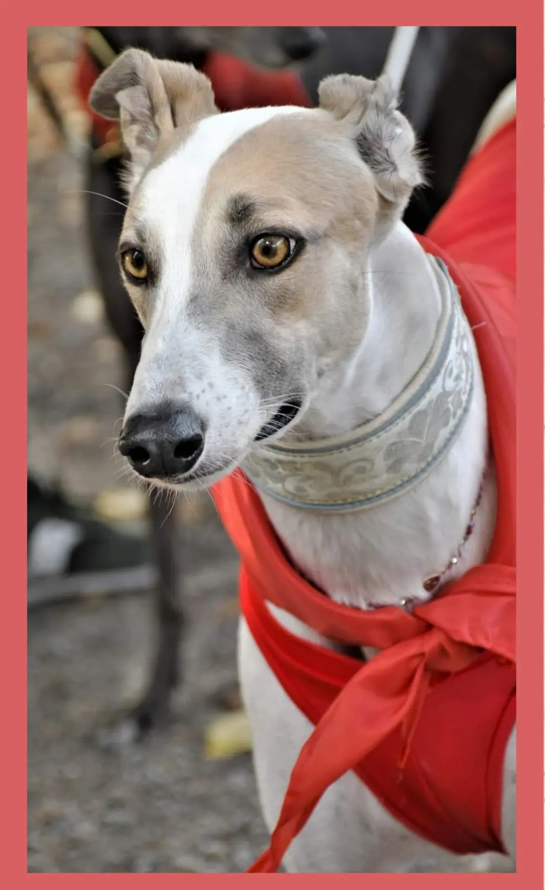 Hunde