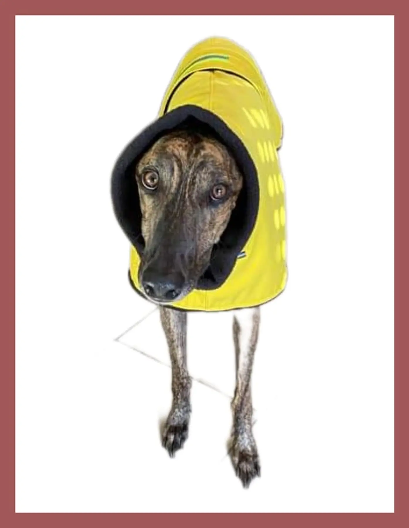 Hunde