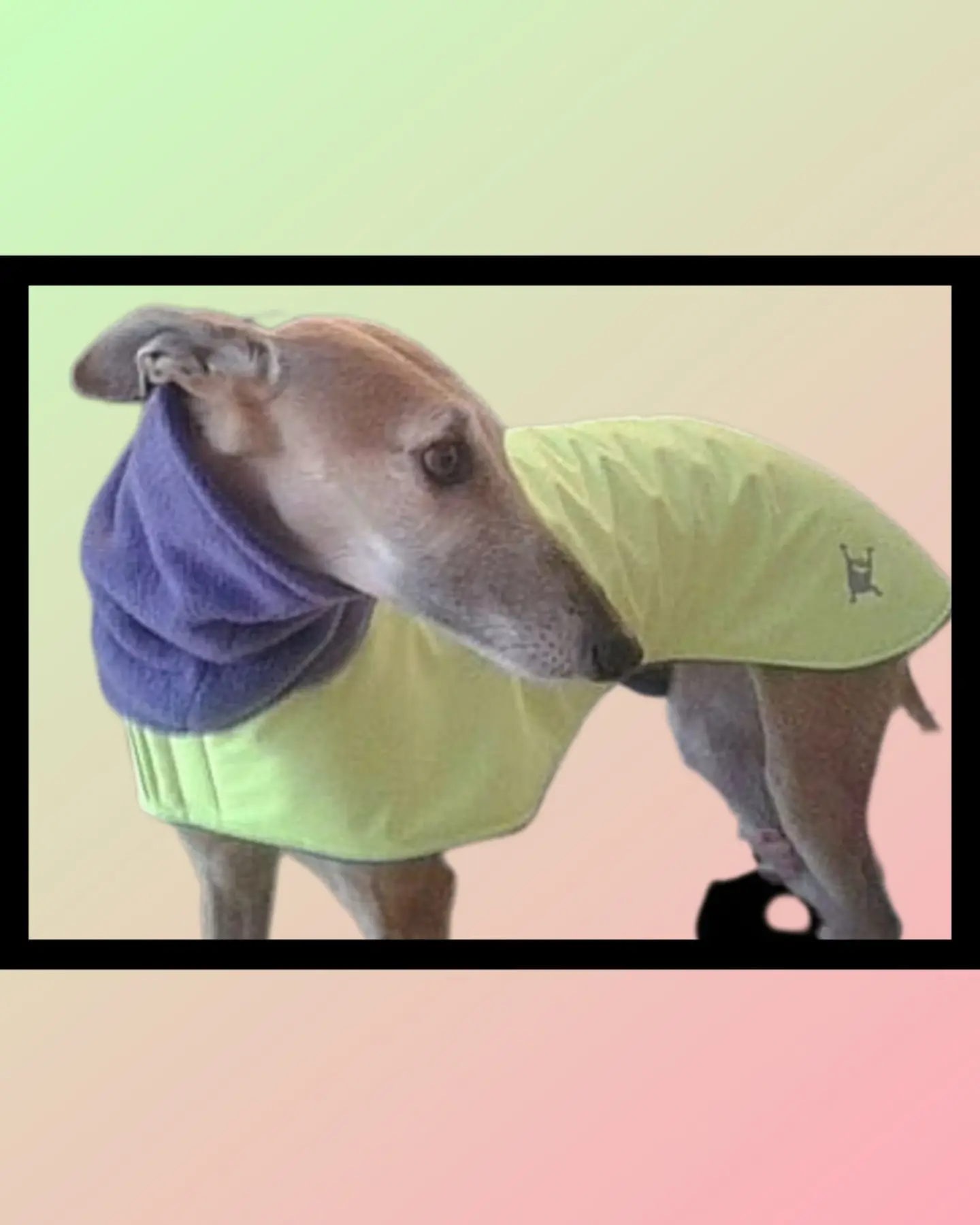 Hunde