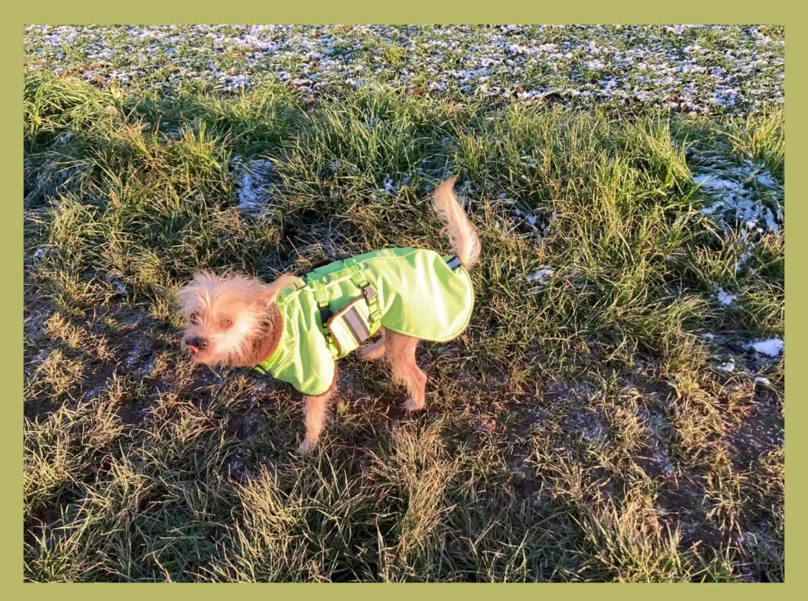 Hunde