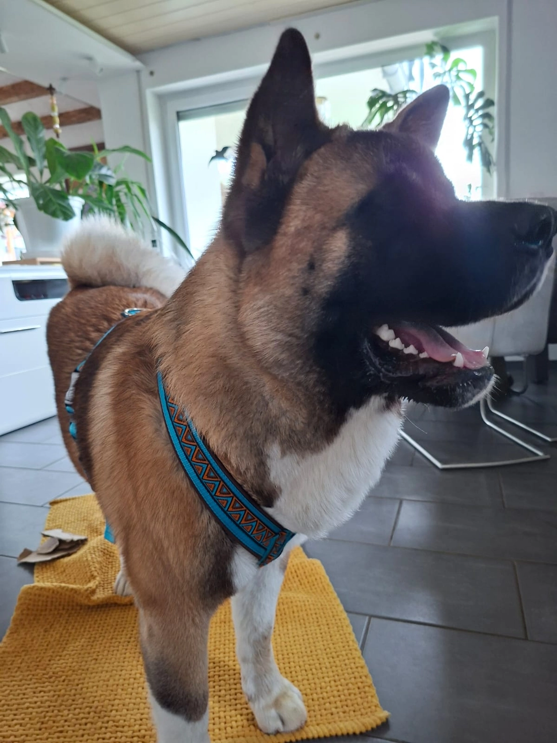 Hunde