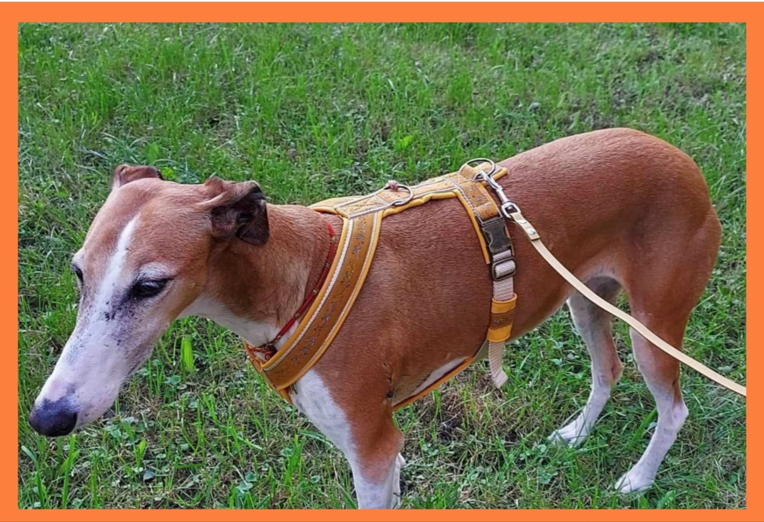 Hunde