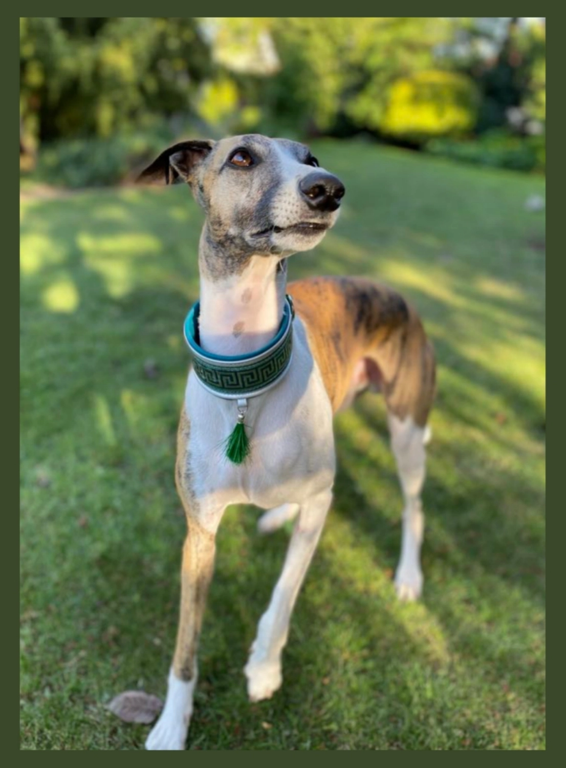 Hunde